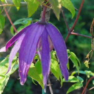 Klematis 'Betina'
