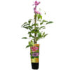 Klematis 'Dr. Ruppel'