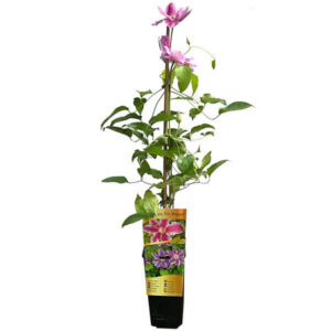 Klematis 'Dr. Ruppel'