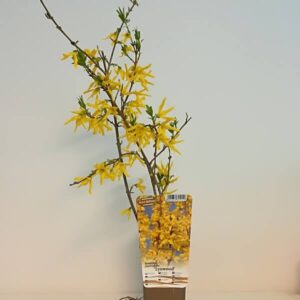 Hybridforsythia 'Lynwood'