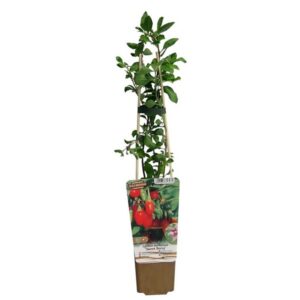 Gojibär 'Sweet Berry'