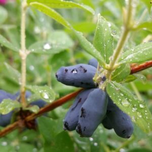 Fruktbärande klätterväxter