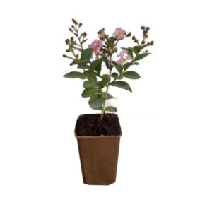 Lagerströmia 'Lagerstroemia indica'