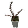Röd häckberberis 'Dart's Red Lady'