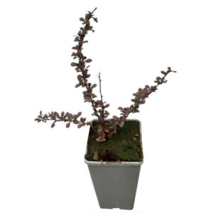 Röd häckberberis 'Dart's Red Lady'