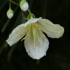Klematis Cirrhosa 'Jingle Bells'