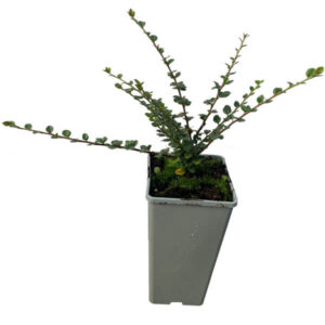 Lingonoxbär 'Cotoneaster horizontalis'