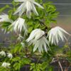 Klematis 'Albina Plena'