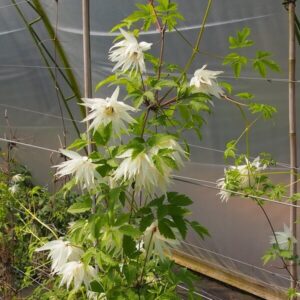 Klematis 'Albina Plena'