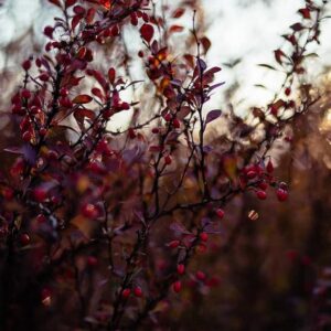 Röd häckberberis 'Dart's Red Lady'