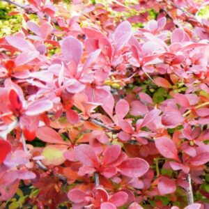 Röd häckberberis 'Red Carpet'