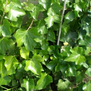 Storbladig murgröna