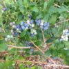 Amerikanskt blåbär 'Bluecrop'