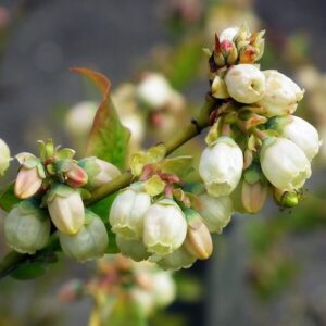 Alternative view of Amerikanskt blåbär 'Bluegold'