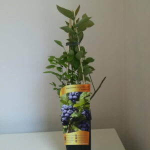 Amerikanskt blåbär 'Chandler'