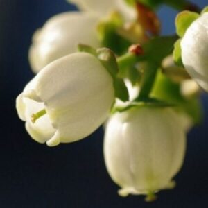 Amerikanskt blåbär 'Duke'