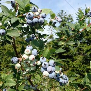 Amerikanskt blåbär 'Patriot'