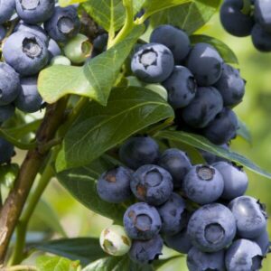 Amerikanskt blåbär 'Spartan'