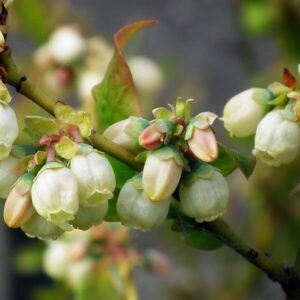 Amerikanskt blåbär 'Spartan'