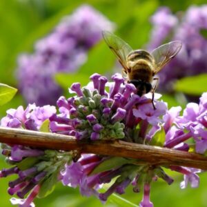 Sommarbuddleja 'Buddleja alternifolia'