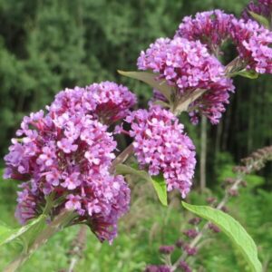 Sommarbuddleja 'Buddleja alternifolia'