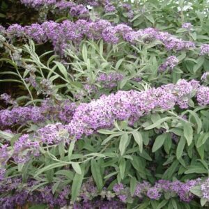 Sommarbuddleja 'Buddleja alternifolia'
