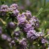 Sommarbuddleja 'Buddleja alternifolia'