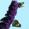 Syrenbuddleja 'Black Knight'