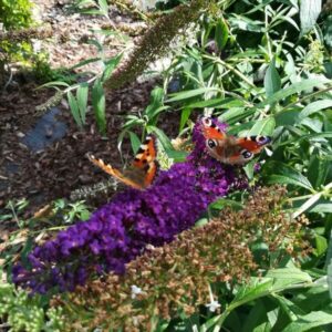 Syrenbuddleja 'Black Knight'