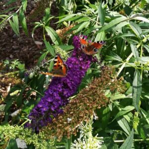 Syrenbuddleja 'Black Knight'