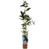 Syrenbuddleja 'Black Knight'