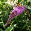 Syrenbuddleja 'Ile de France'