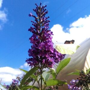 Syrenbuddleja 'Ile de France'
