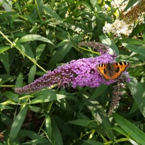 Syrenbuddleja 'Ile de France'