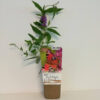 Syrenbuddleja 'Ile de France'