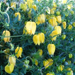 Gullklematis 'Bill Mackenzie'