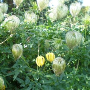 Gullklematis 'Bill Mackenzie'