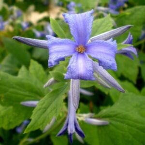 Klematis 'Cassandra'