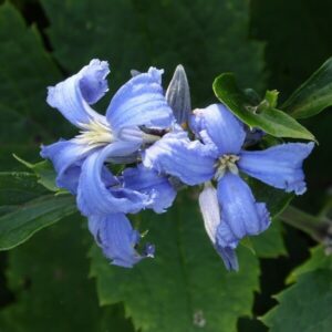 Klematis 'Cassandra'