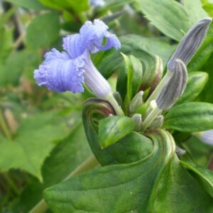 Klematis 'Cassandra'