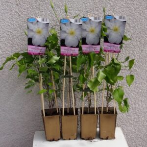 Klematis 'Gladys Picard'