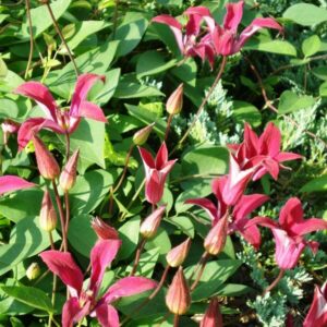 Klematis 'Gravetye Beauty'