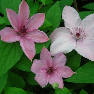 Klematis 'Hagley Hybrid'