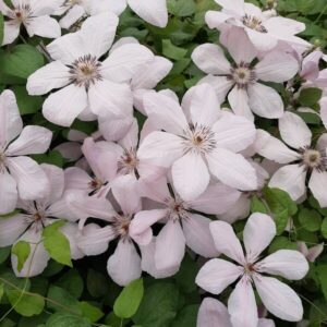 Klematis 'Jan Paweł II'