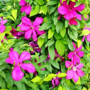 Klematis 'Kardynał Wyszyński'