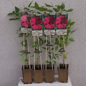 Klematis 'Kardynał Wyszyński'