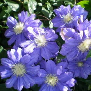 Klematis 'Kiri Te Kanawa'