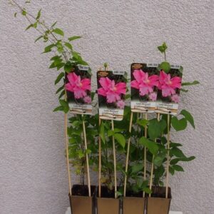 Klematis 'Little Mermaid'