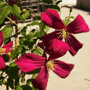 Klematis 'Madame Julia Correvon'