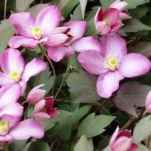 Bergklematis 'Montana Freda'